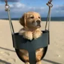 𝔽𝕠𝕣𝕘𝕠𝕥𝕥𝕖𝕟 Discord server icon