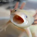 Aksolotlki Akwisia