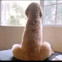 boobs