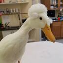 Helpful Duckie    Discord Server Icon