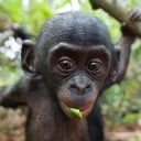ape discord server