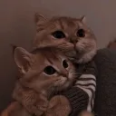 😺❤┃𝘾𝘼𝙉𝙏𝙄𝙉𝙃𝙊