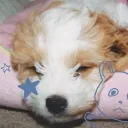 ꜝ PUPP'Z POUND﹗🐾