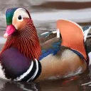 Ducks