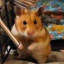 Hamster Gang