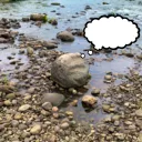 お散歩しま専科