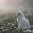 Cats ♡ | Gaming & Emotes
