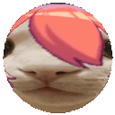 😻 calicord 😻