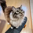 Women & NB Longboarders