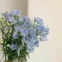 blu⁺ ` ¬ rvmp