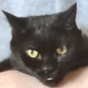 bean sniffers