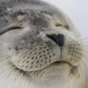 ゆるふわほけんしつ