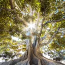 The Yggdrasil Library