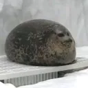 Chonkers