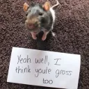 bugzbrain