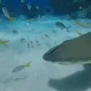 sharkprns safe space !!