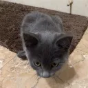 Cat Club