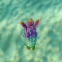 Rainbow Turtle's Beach