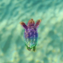 Rainbow Turtle's Beach Discord Server Icon