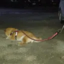 まこにゃんサーバー