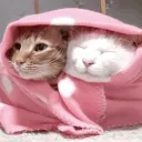 Kitty Kat