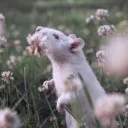 ~Stylish Rats~