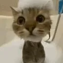 Cat's Marvelous Grove