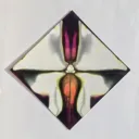 Wax Paper Fold