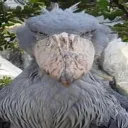 shoebill society