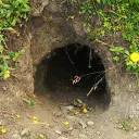 La madriguera
