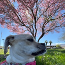 Wild Weeds Discord server icon