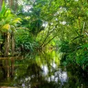 Radioactive Rainforest