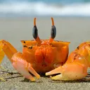 Crab Dungeon