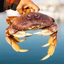 Crab Dungeon
