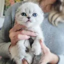 Official iFunny Discord Server