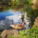 The Duck Pond