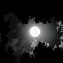 🌘Lunar Café🌒's icon