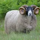RAM RANCH