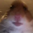 I Like Hamster