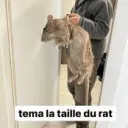 Les Rats