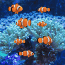 THE fish tank