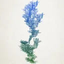 Floral Fractal NFT