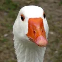 🥂 goose's geese