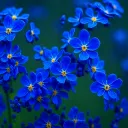 Вечное сияние на острие вечера
