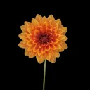 Awesome Blossom