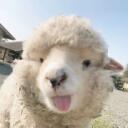 Sheep Sanctuary    Discord Server Icon