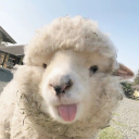 Sheep Sanctuary 🐑