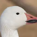 The Order Of The HONK's icon