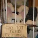 Furry Dungeon