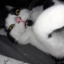 Maddys stream discord =)